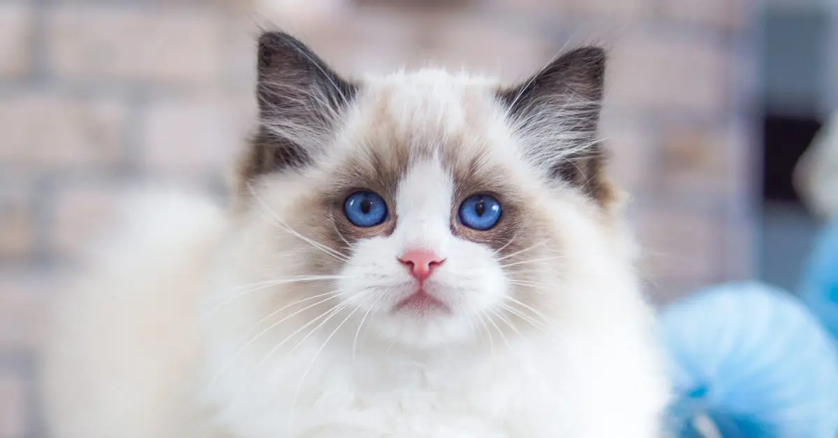 Ragdoll Cat  Breed History, Personality, and Care - Pumpkin®