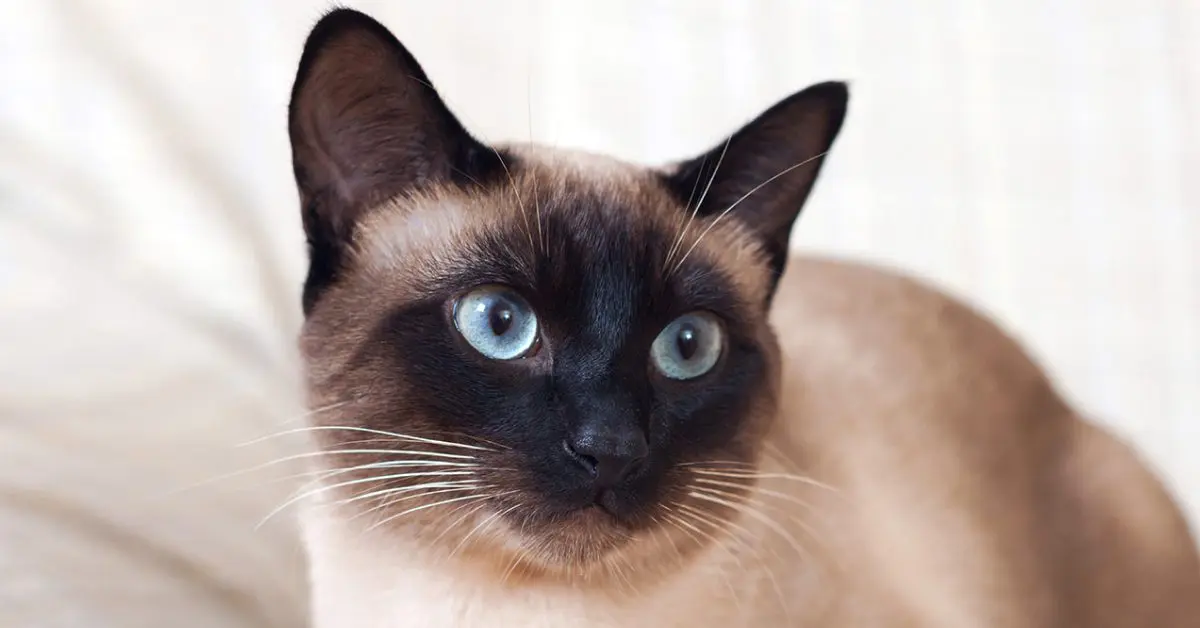 Siamese Cat: Everything You Need To Know In 2022