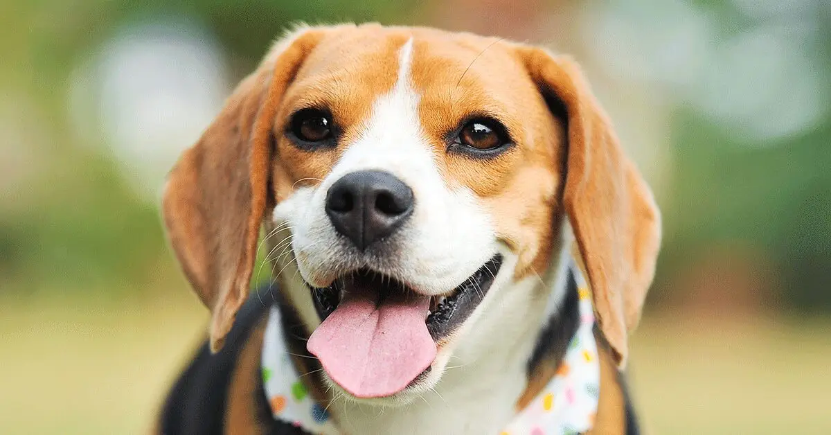 what is the personality of a beagle dog