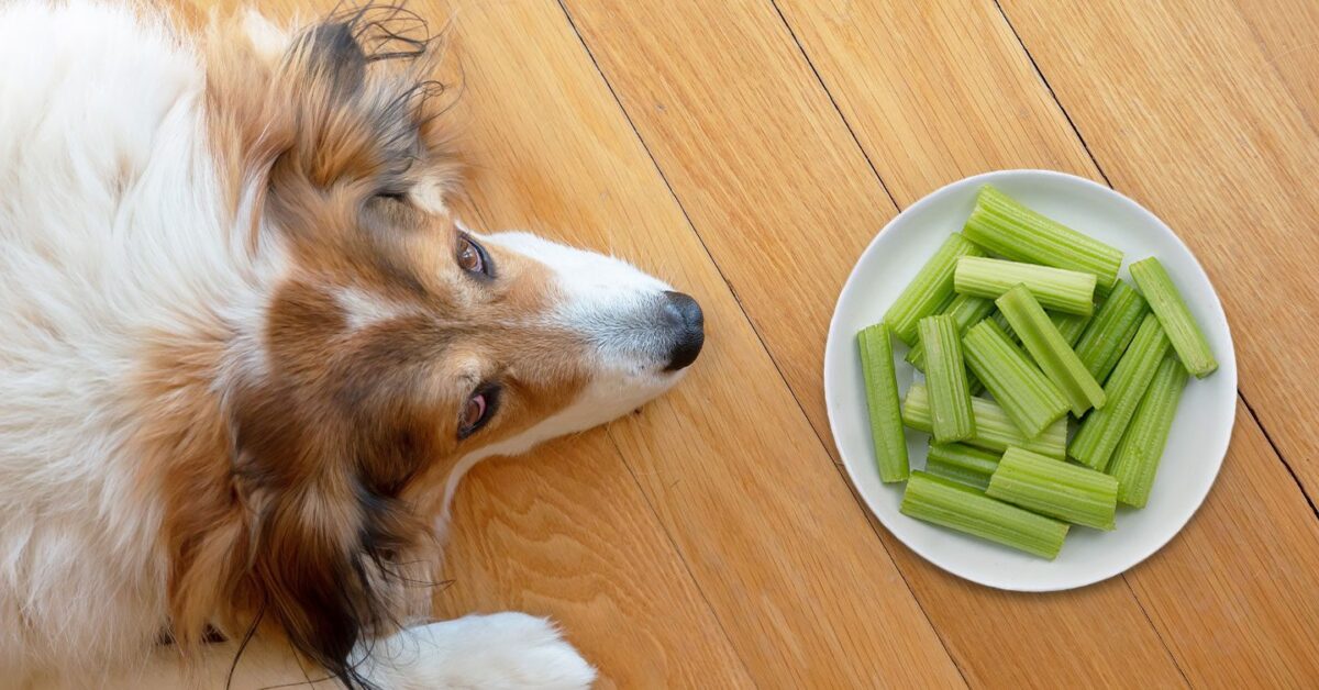 can greyhounds eat celery