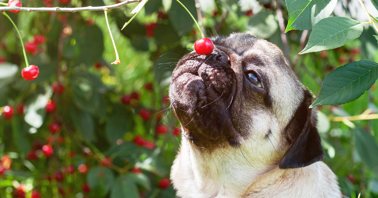 are cherry pits safe for dogs