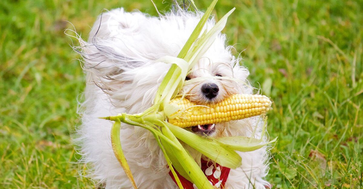 is sweet corn good for dogs