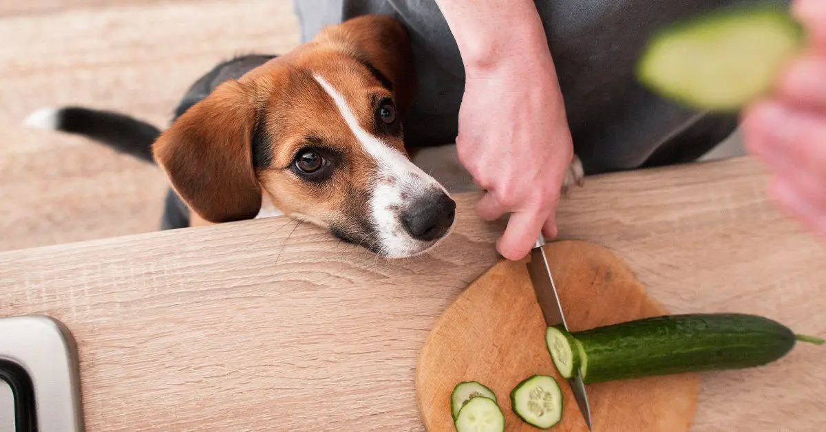 can dogs eat steamed zucchini