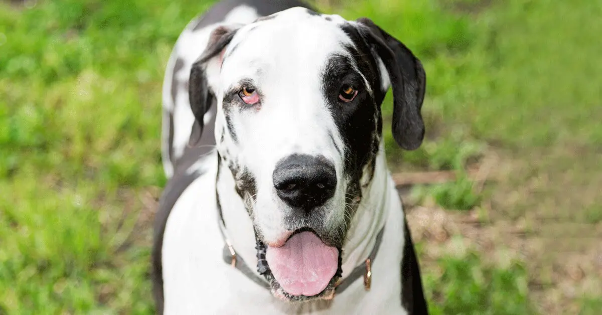 are great dane puppies clumsy