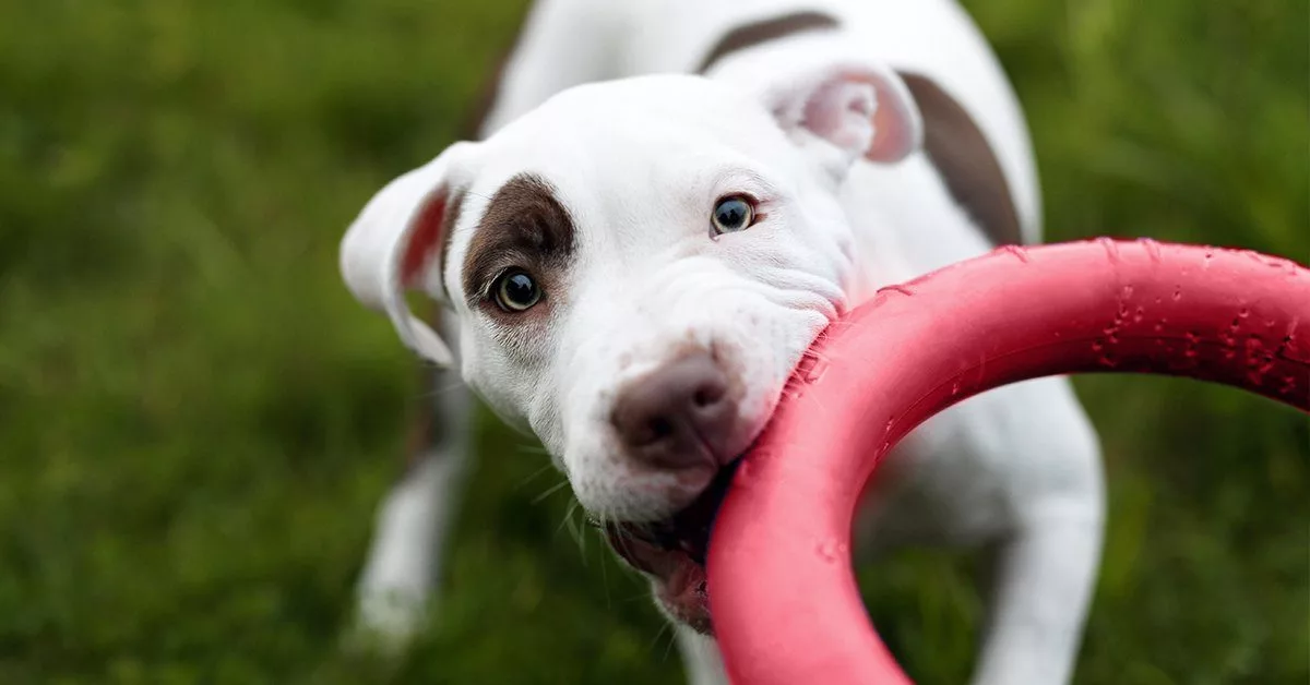 The 11 Best Dog Toys for Tough Chewers of 2023, Tested and Reviewed