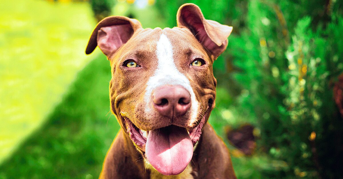 are pitbulls hypoallergenic dogs