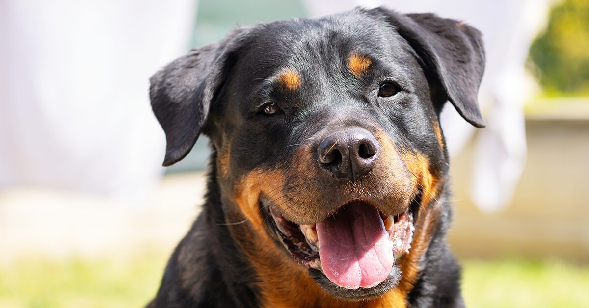 are there 2 different types of rottweilers