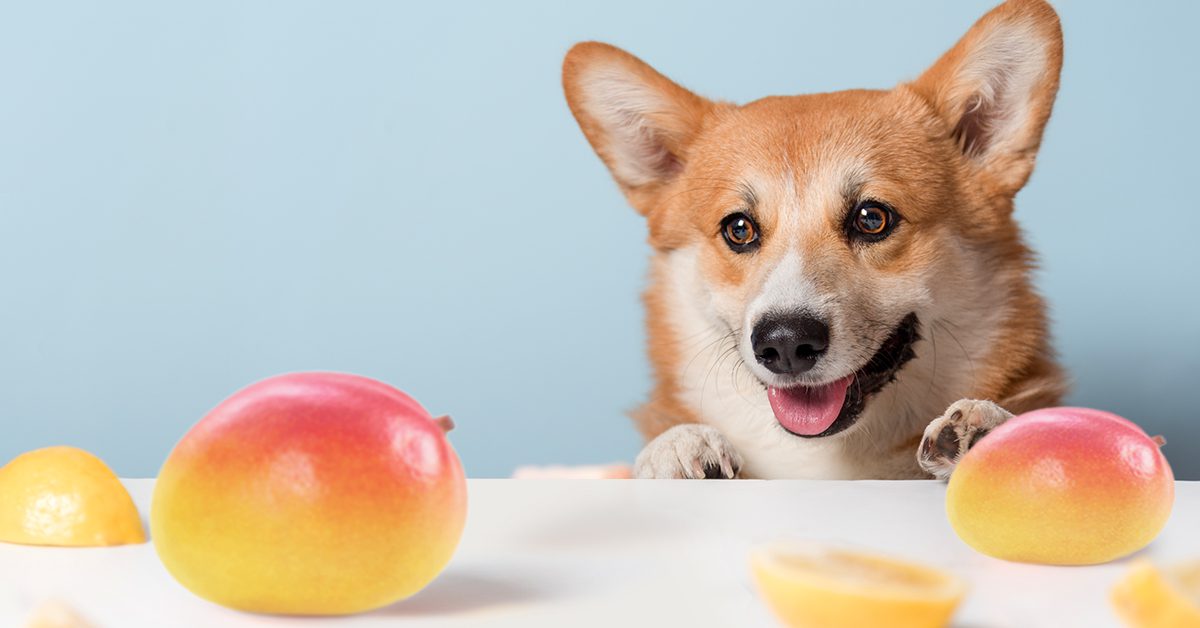 میوه مناسب برای سگ ها