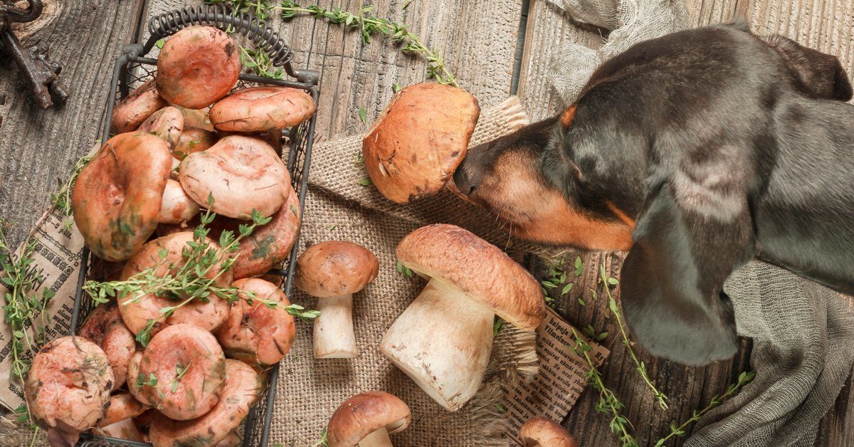 can you touch your dog on mushrooms