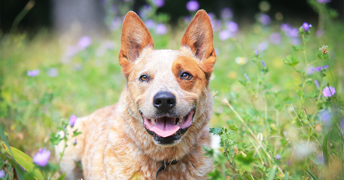 are red heelers small breed dogs