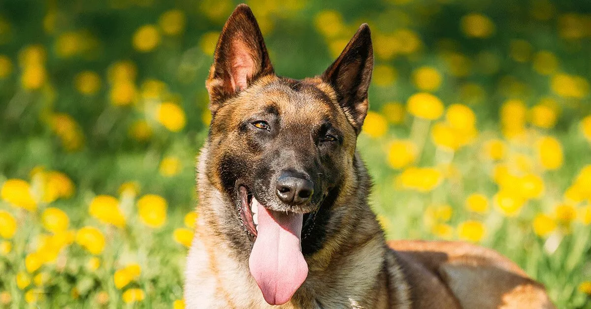 The Belgian Malinois: origin, temperament, health and price