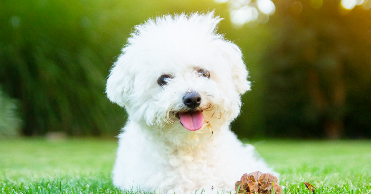 are bichon frise good pets