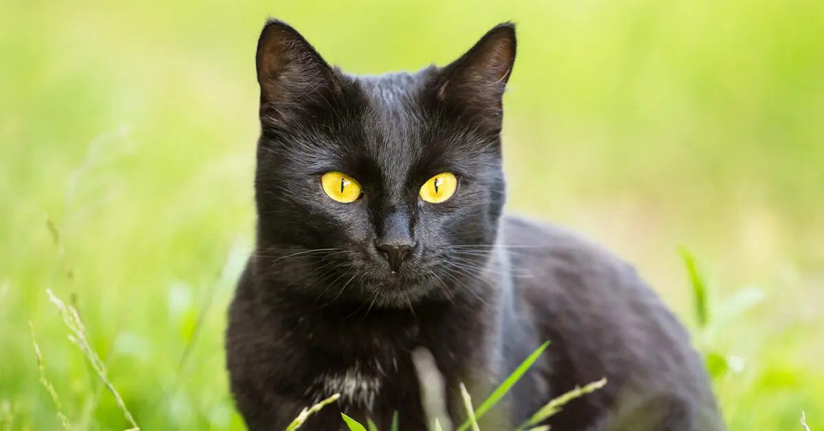 Are black cats with green eyes showing bad luck?