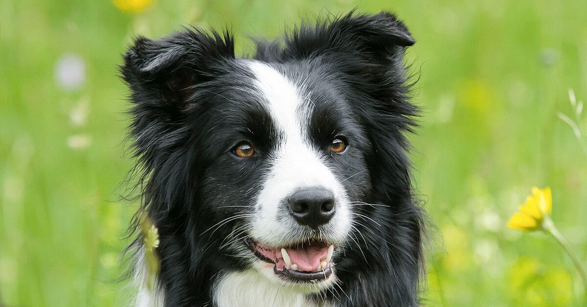 do border collies make good service dogs