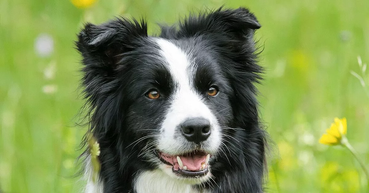 Border Collie Dog Breed Information