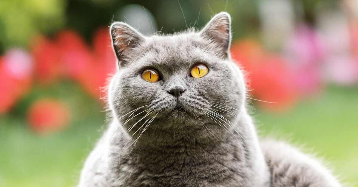 Dent passion gown British Shorthairs: Everything You Need To Know In 2022