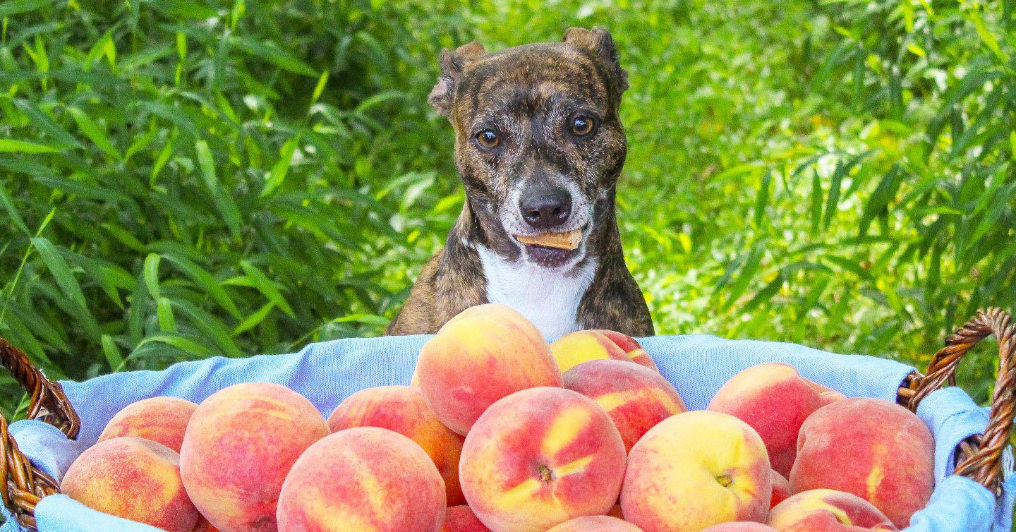 can my dog eat a peach