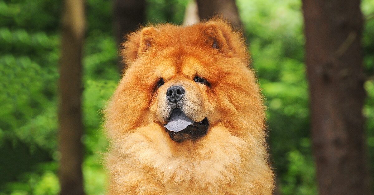 how much is a full breed chow chow