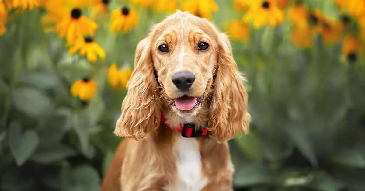 Cocker Spaniels: Everything You Need To Know