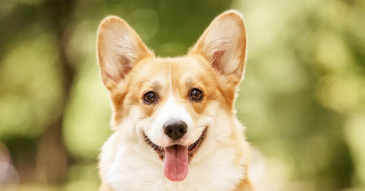 Pembroke Welsh Corgis: Everything You Need To Know