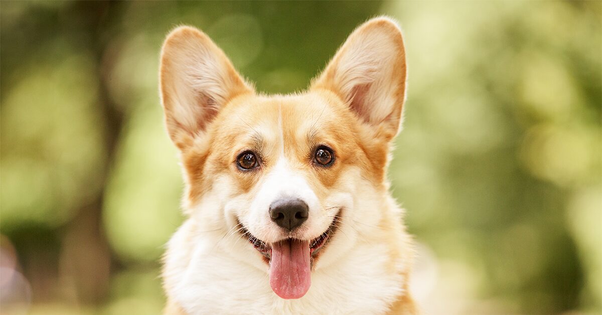 does the pembroke welsh corgi bark a lot