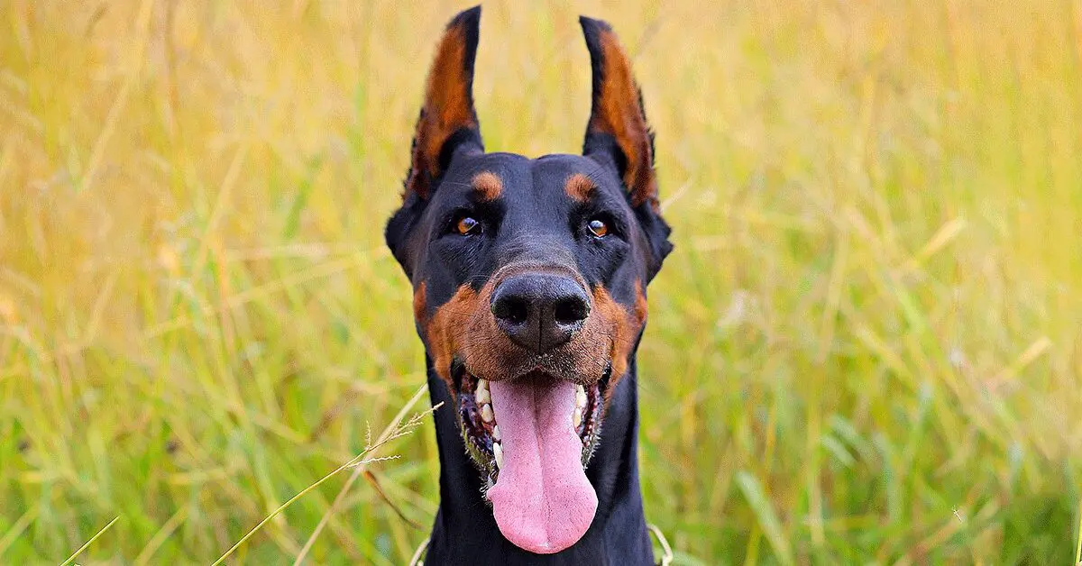 can a doberman be a seeing eye dog