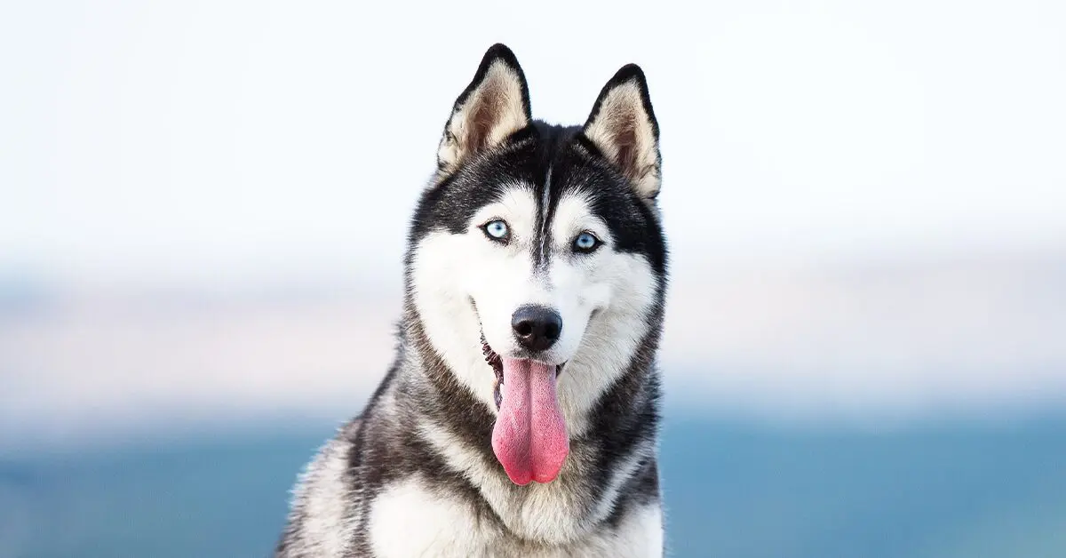 does the alaskan husky love children