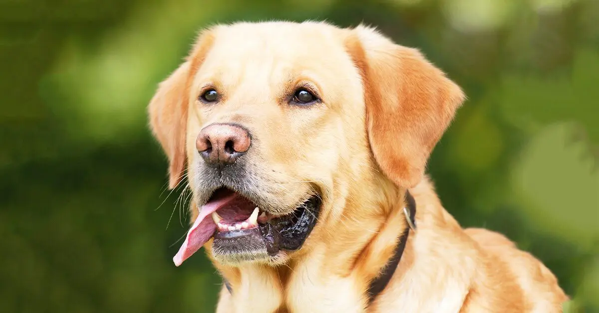 are labrador retrievers good dogs