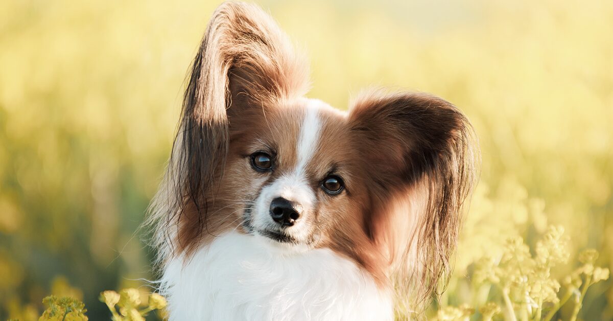 are papillon hypoallergenic