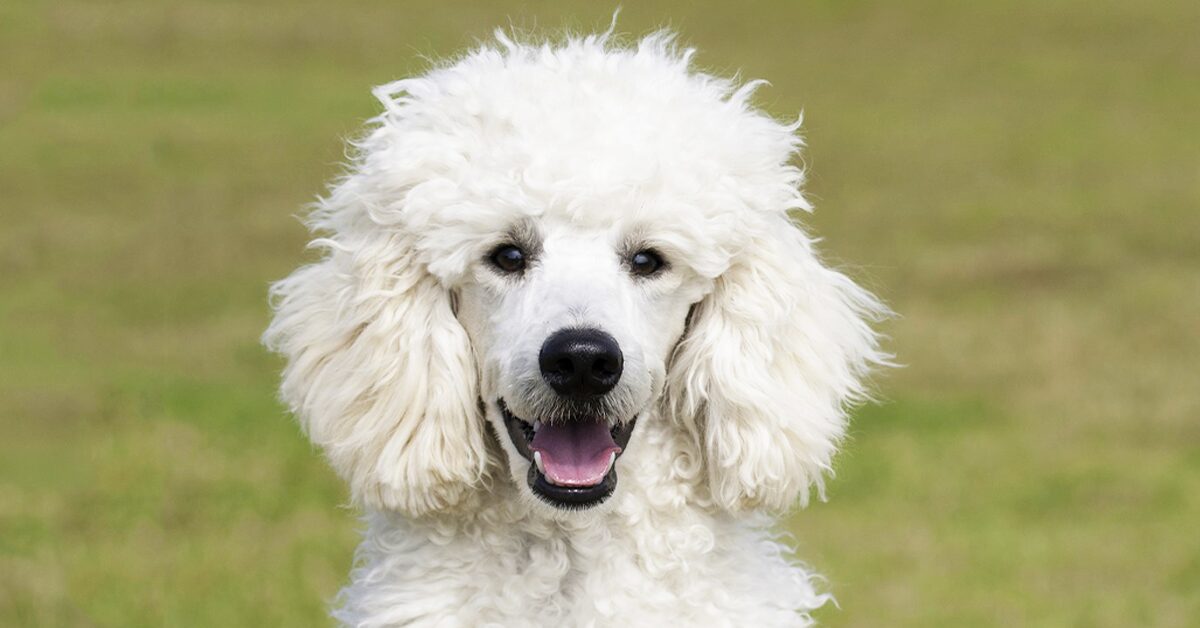 How to Train a Poodle Puppy: Poodle Milestone Timeline