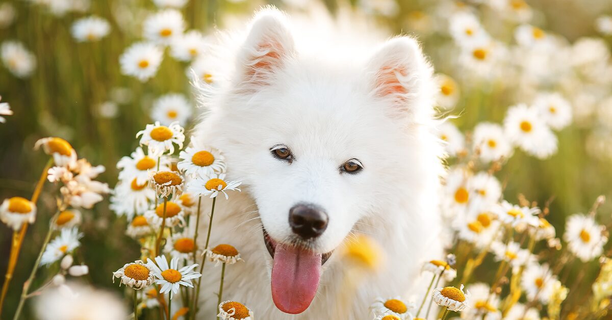 samoyed