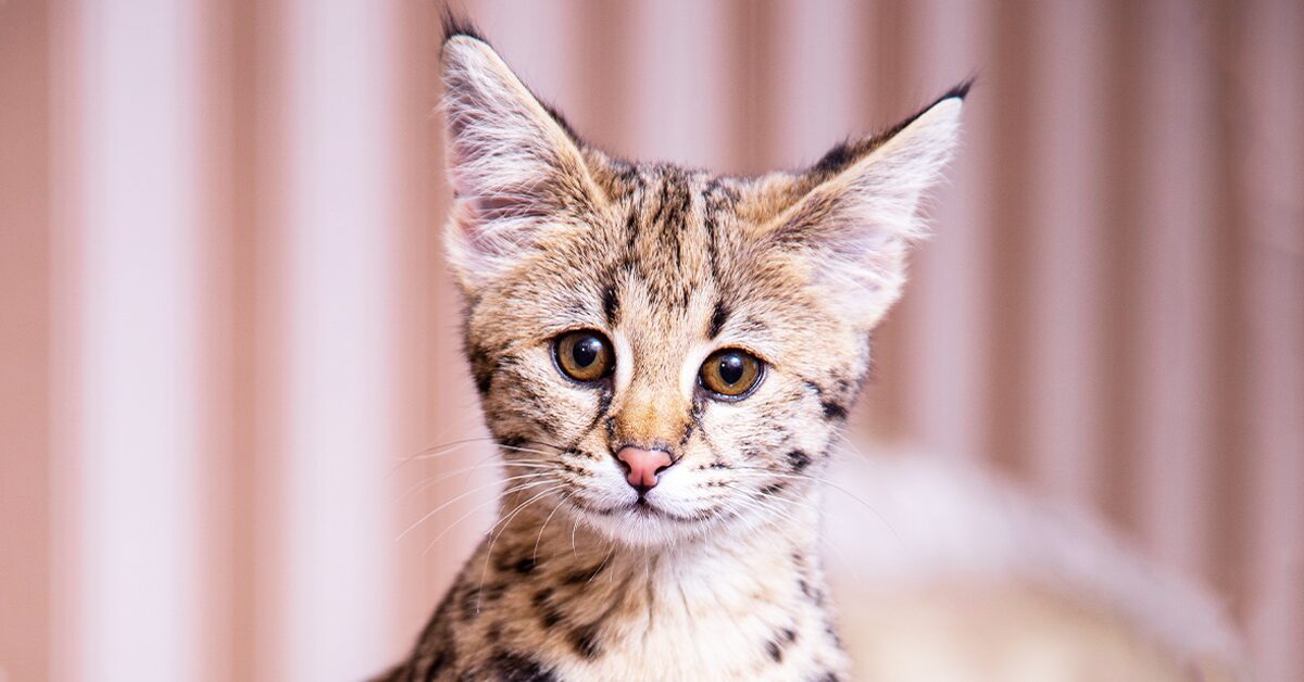Savannah Kittens For Sale, Friendly Savannah Cats