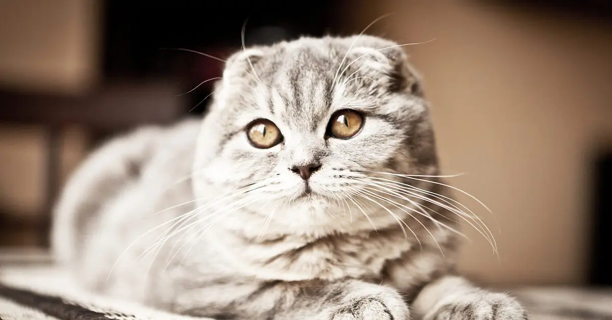 Scottish Fold: Everything You Need To Know