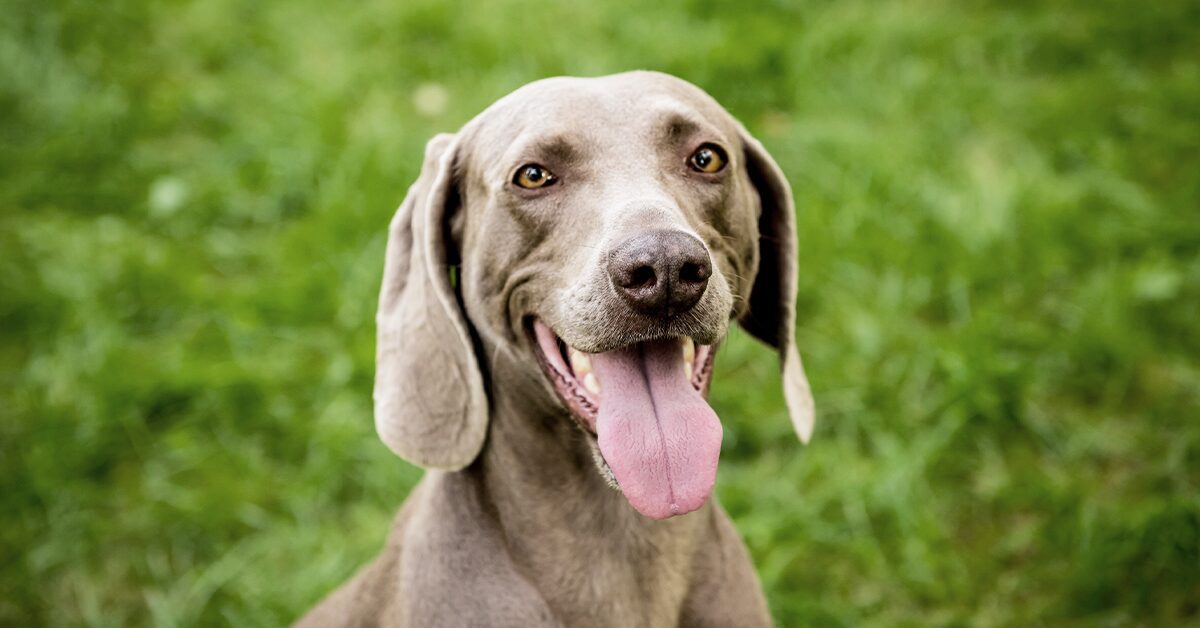 what is the breed of weimaraner