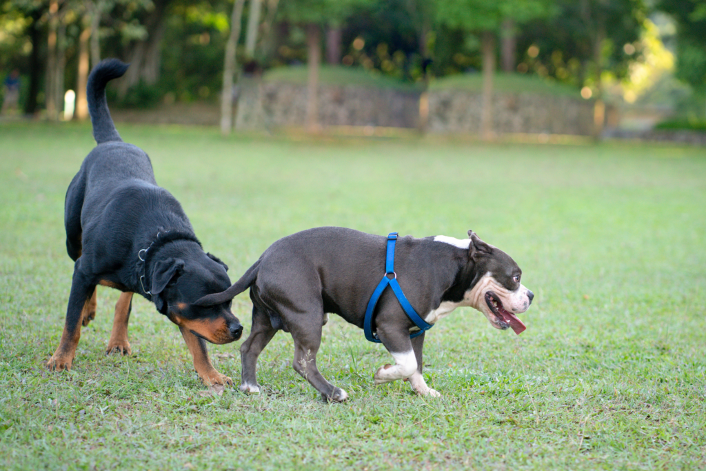 rottweiler-sniffing-bulldogs-butt_why-do-dogs-sniff-butts