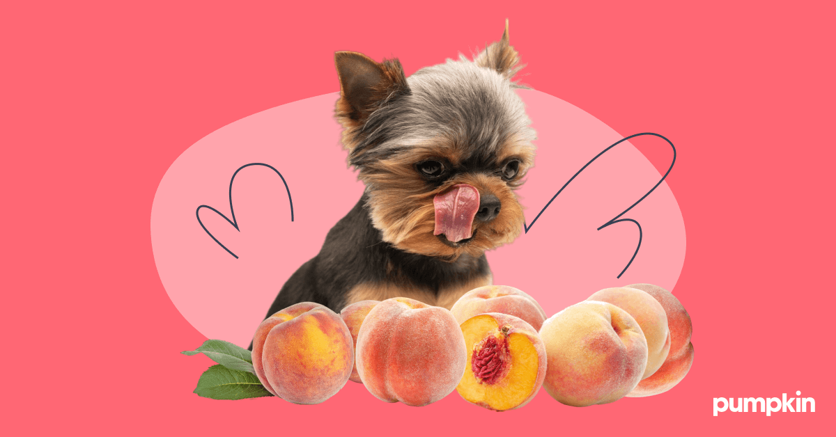 Can Dogs Eat Peaches Pumpkin