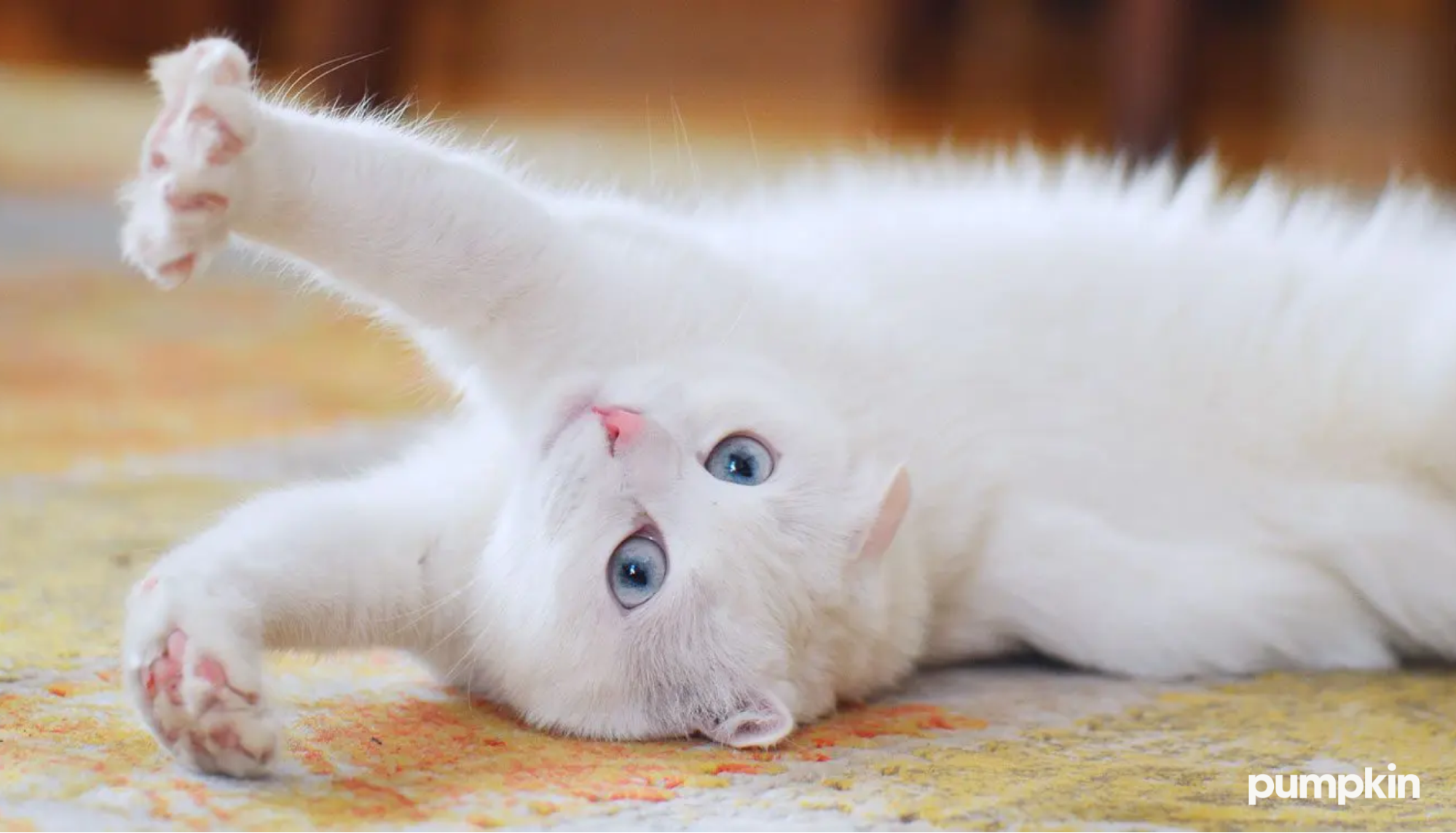 Why do male cats knead blankets new arrivals