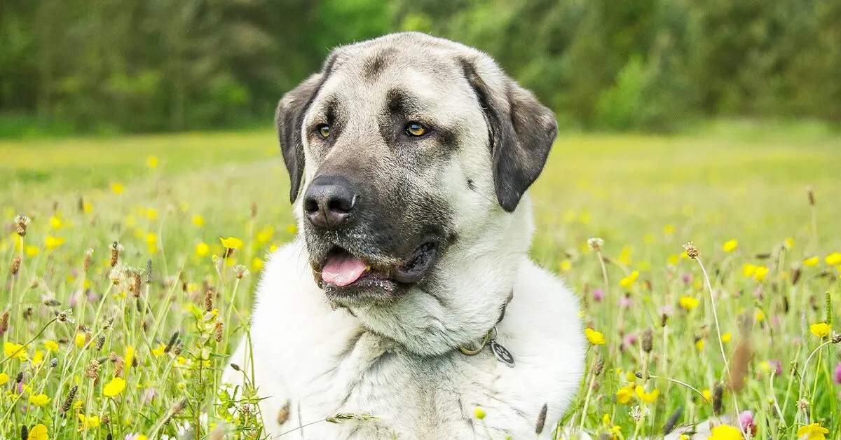 are anatolian shepherd dog hypoallergenic