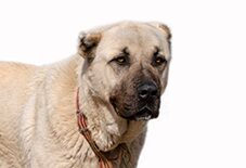 are anatolian shepherd dog hypoallergenic