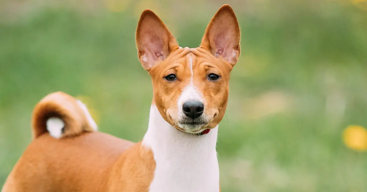 Basenji: Everything You Need To Know