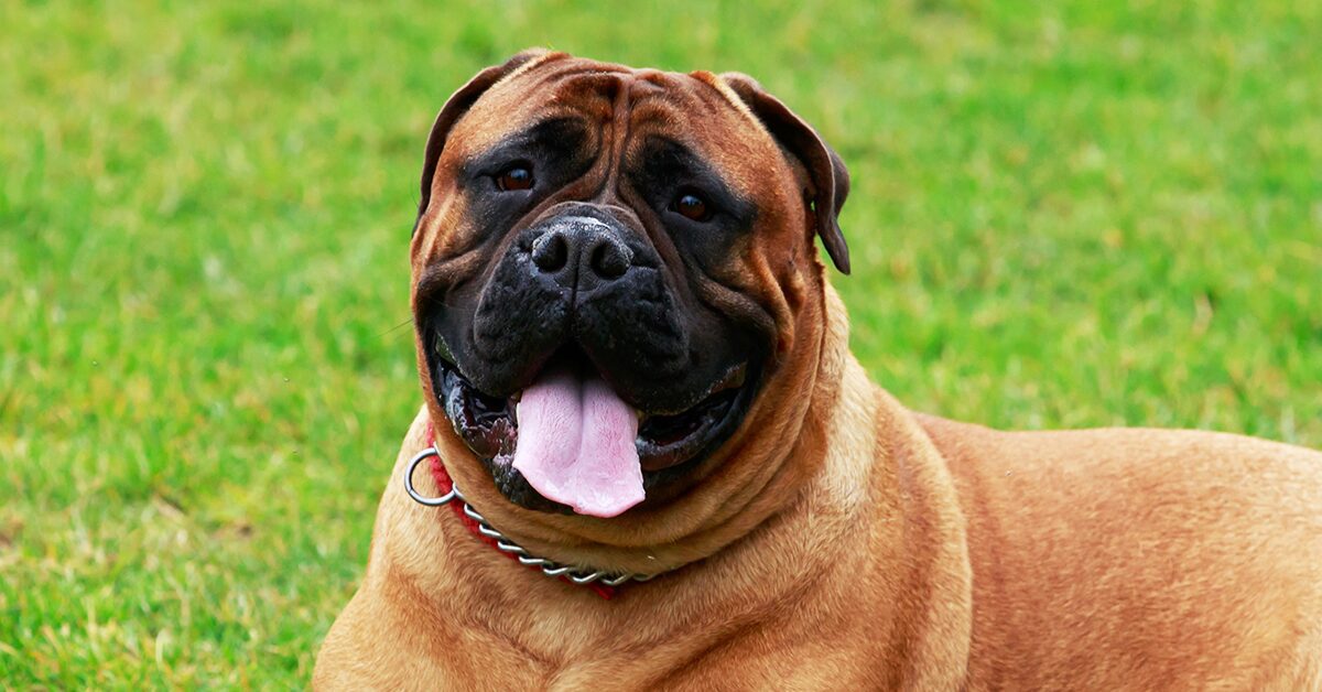 are bullmastiffs descended from bulldogs