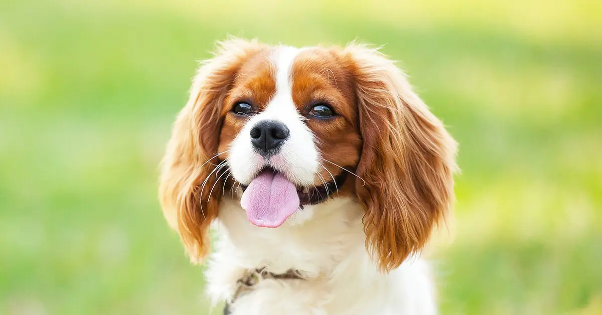 are bones safe for cavalier king charles spaniel puppies