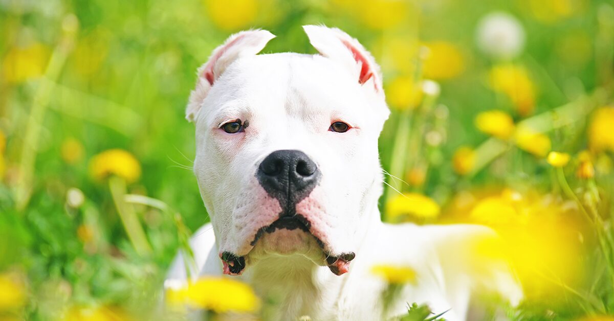 is the dogo argentino legal in lithuania