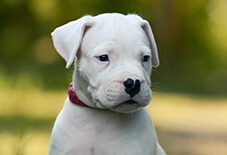 is the dogo argentino legal in lithuania