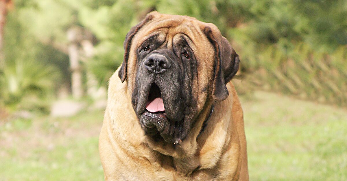 how much should english mastiff puppies weigh