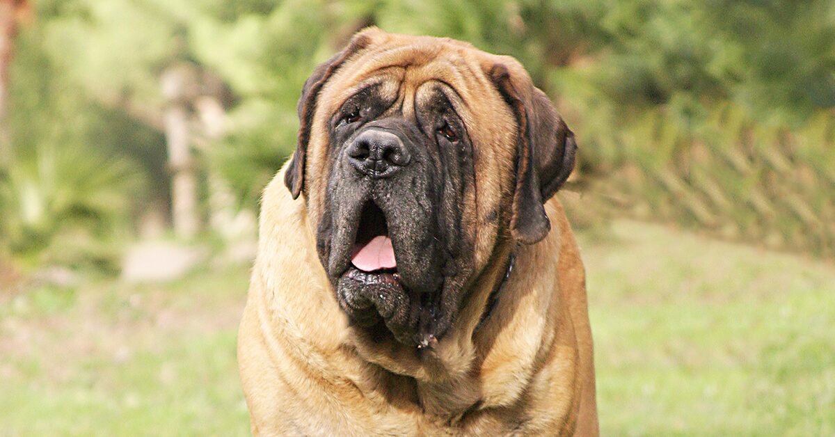 what is the best natural english mastiff chewable food