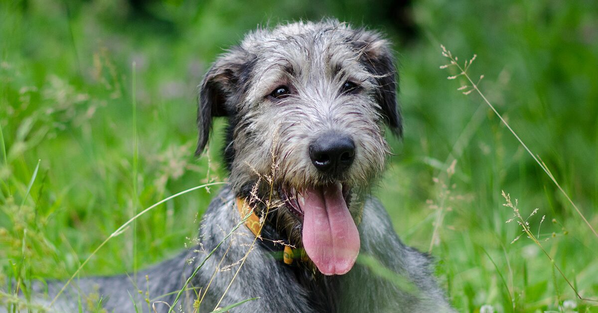 Irish Wolfhounds: Everything You Need To