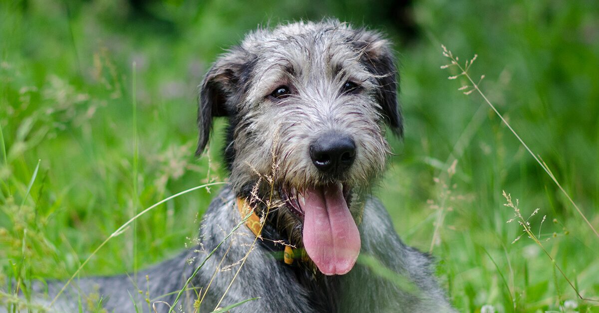 how much does an irish wolfhound cost