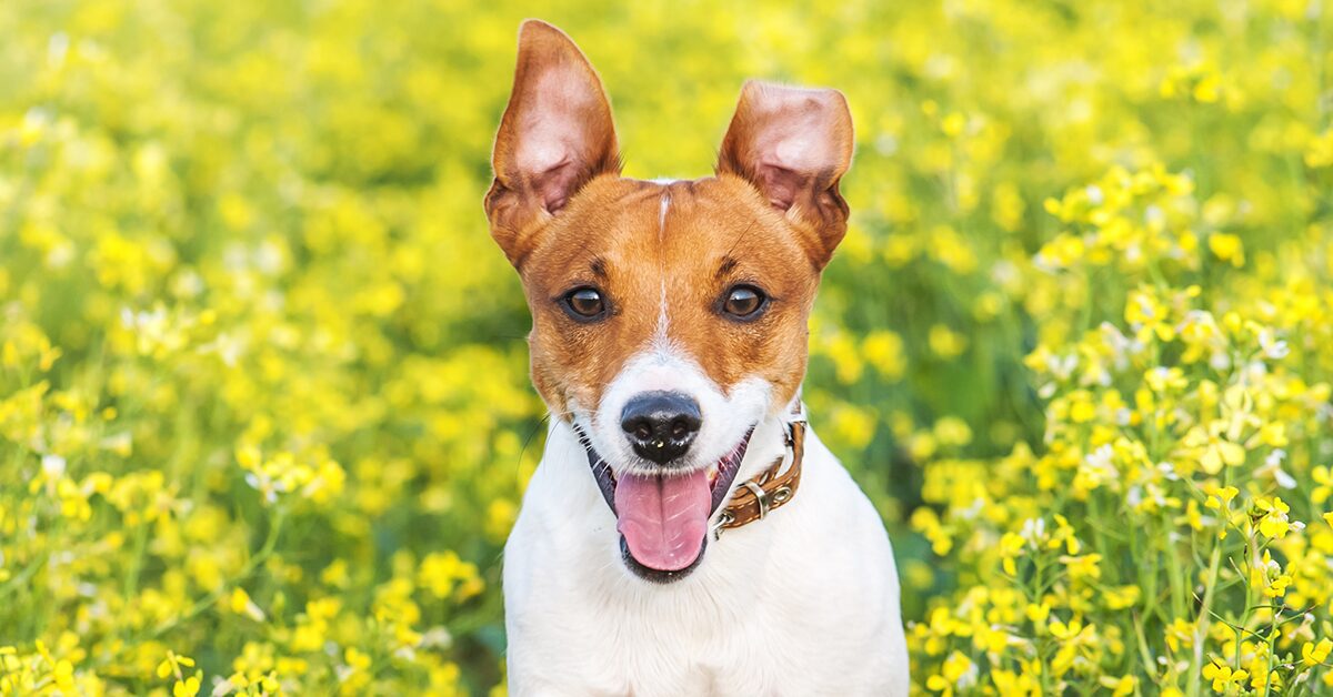 at what age is a jack russell fully grown