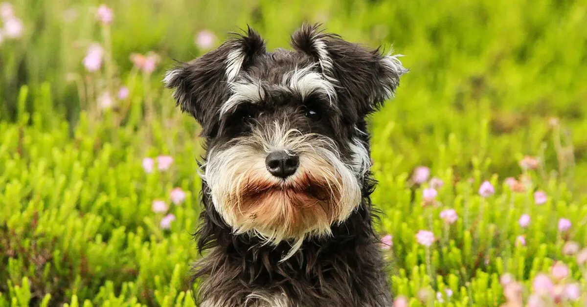 what dog group is the schnauzer in